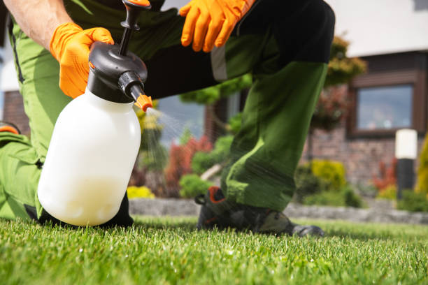 Best Local Pest Control Services  in Belmont Estates, VA