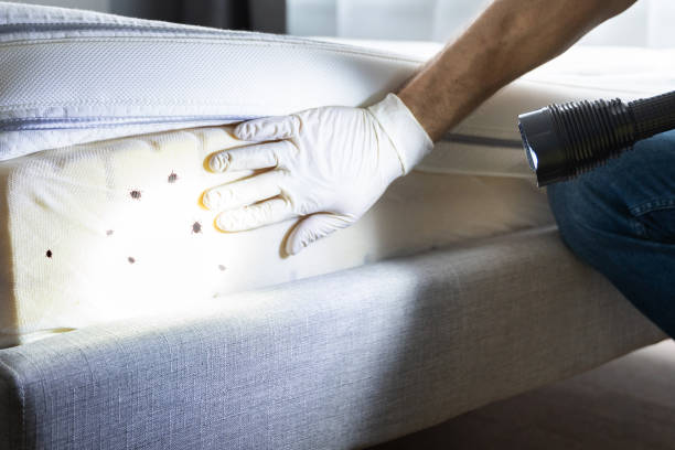 Best Spider Control Near Me  in Belmont Estates, VA