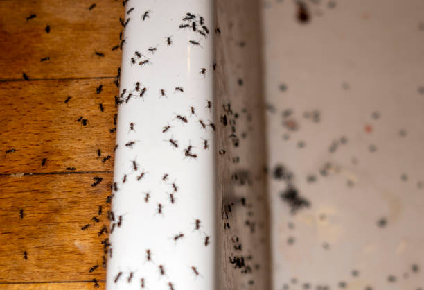 Best Pest Control Near Me  in Belmont Estates, VA